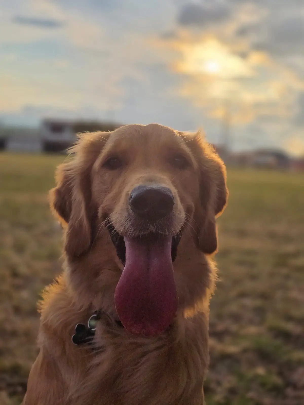 Mascota feliz en AnantaVet